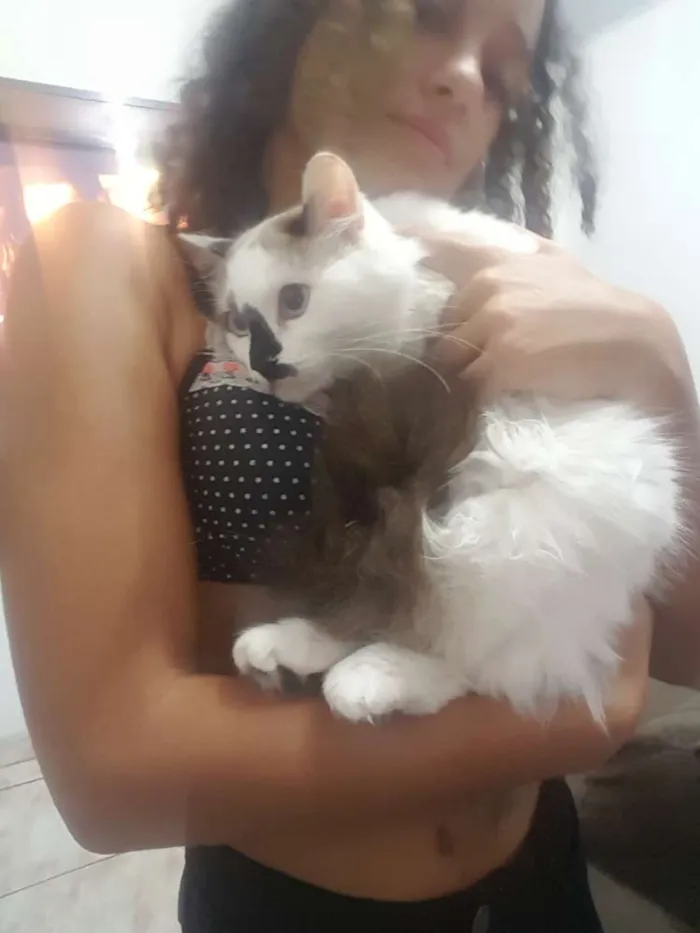 Gato ra a Cymric idade 2 a 6 meses nome Fani