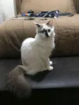Fani