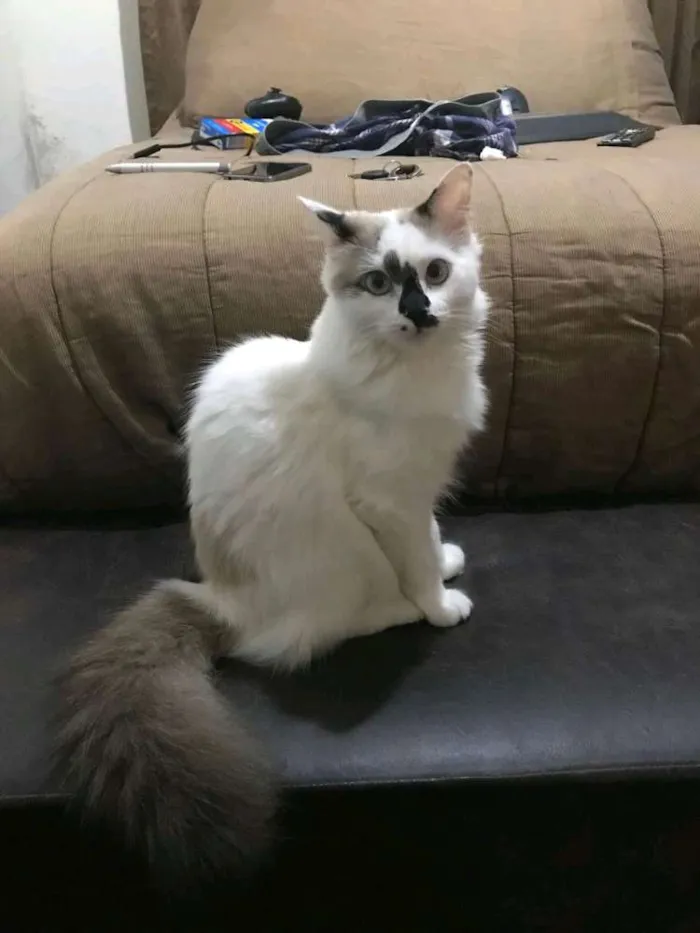 Gato ra a Cymric idade 2 a 6 meses nome Fani