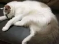 Fani