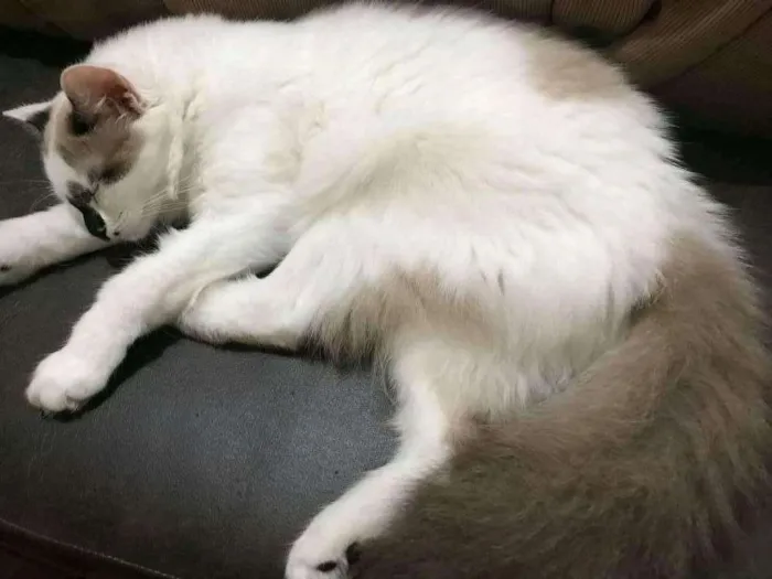 Gato ra a Cymric idade 2 a 6 meses nome Fani