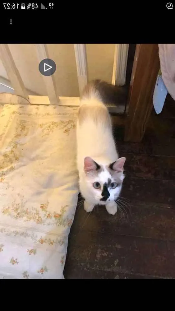 Gato ra a Cymric idade 2 a 6 meses nome Fani