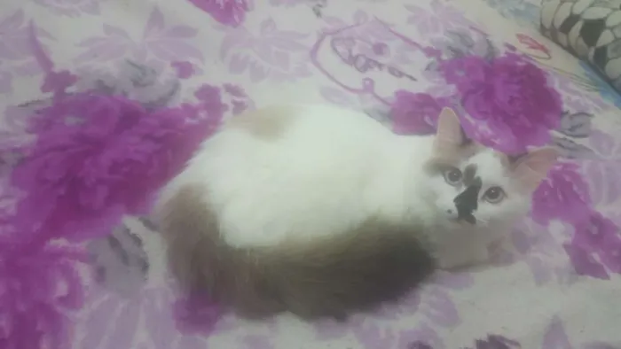 Gato ra a Cymric idade 2 a 6 meses nome Fani