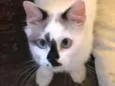 Fani