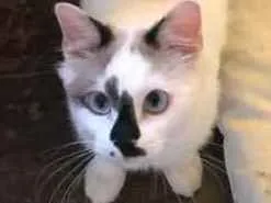 Gato ra a Cymric idade 2 a 6 meses nome Fani