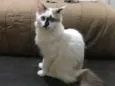 Fani