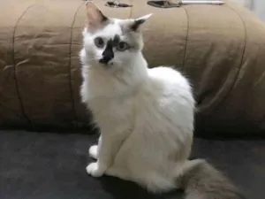 Gato raça Cymric idade 2 a 6 meses nome Fani