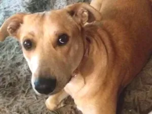 Cachorro raça Sem raça definida idade 1 ano nome Susy