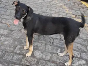 Cachorro raça Sem raça definidq idade 7 a 11 meses nome Jennifer 