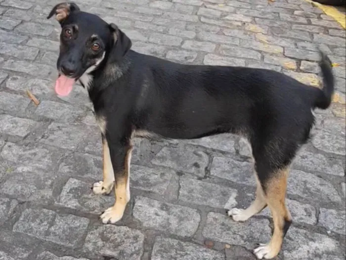 Cachorro ra a Sem raça definidq idade 7 a 11 meses nome Jennifer 