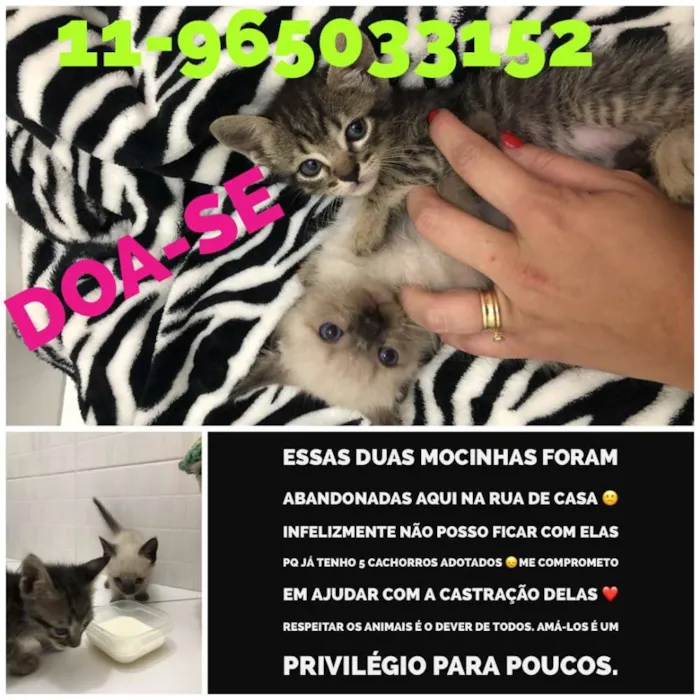 Gato ra a SRD idade Abaixo de 2 meses nome Sem nome