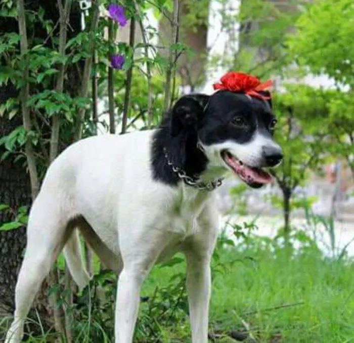 Cachorro raça Srd idade 2 anos nome Fiona