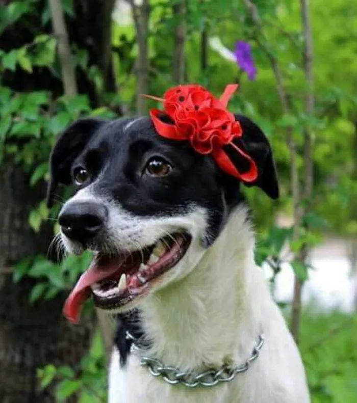 Cachorro raça Srd idade 2 anos nome Fiona