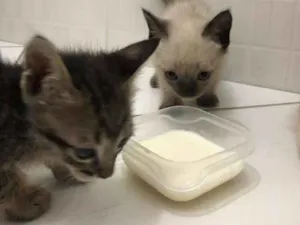 Gato raça SRD idade Abaixo de 2 meses nome Sem nome