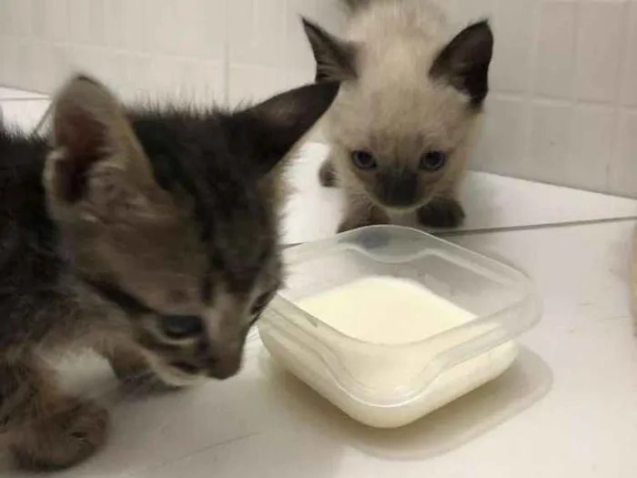 Gato ra a SRD idade Abaixo de 2 meses nome Sem nome