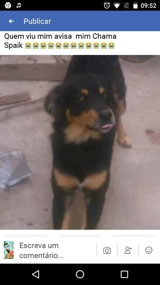 Cachorro ra a Vira lata idade 4 anos nome Spaik