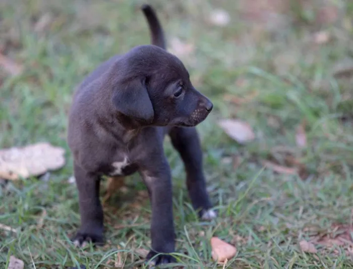 Cachorro ra a SRD idade Abaixo de 2 meses nome Sem nomes