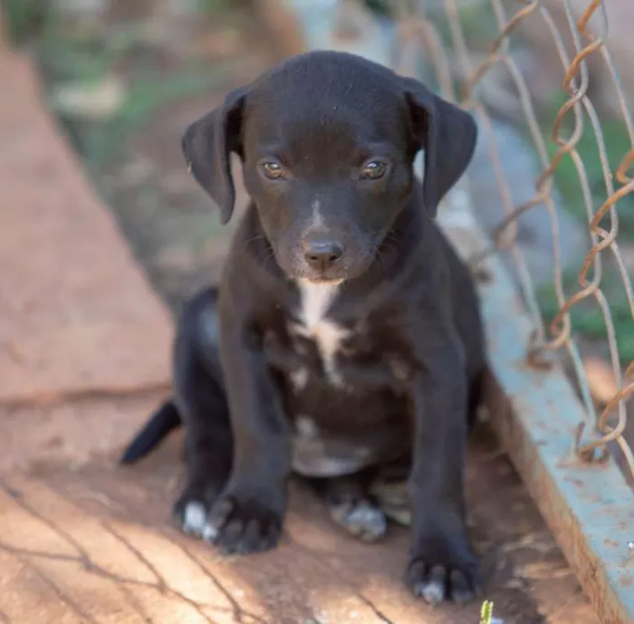 Cachorro ra a SRD idade Abaixo de 2 meses nome Sem nomes