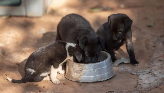 Cachorro ra a SRD idade Abaixo de 2 meses nome Sem nomes