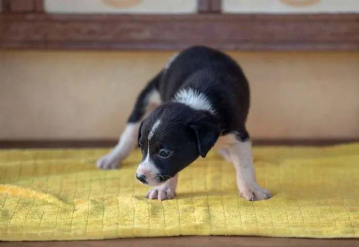 Cachorro ra a SRD idade Abaixo de 2 meses nome Sem nomes