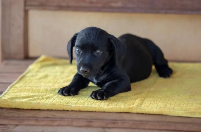 Cachorro ra a SRD idade Abaixo de 2 meses nome Sem nomes
