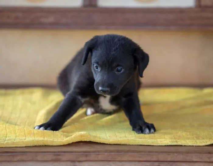 Cachorro ra a SRD idade Abaixo de 2 meses nome Sem nomes