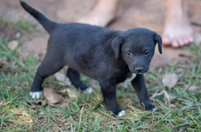 Cachorro ra a SRD idade Abaixo de 2 meses nome Sem nomes