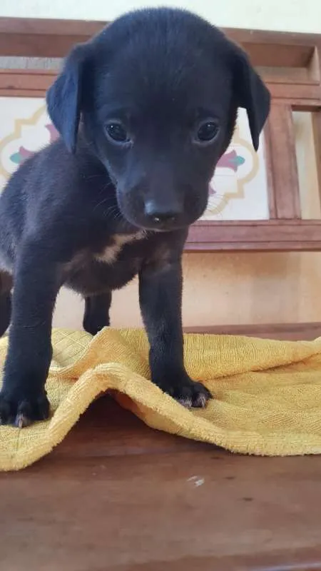 Cachorro ra a SRD idade Abaixo de 2 meses nome Sem nomes