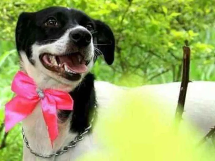 Cachorro raça Srd idade 2 anos nome Fiona