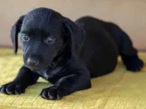 Cachorro raça SRD idade Abaixo de 2 meses nome Sem nomes