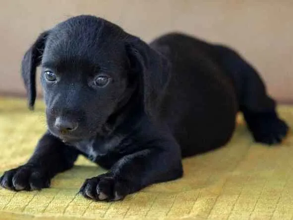 Cachorro ra a SRD idade Abaixo de 2 meses nome Sem nomes