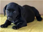 Cachorro raça SRD idade Abaixo de 2 meses nome Sem nomes