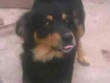 Cachorro ra a Vira lata idade 4 anos nome Spaik