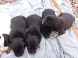 Cachorro raça Não tem  idade Abaixo de 2 meses nome ××××××