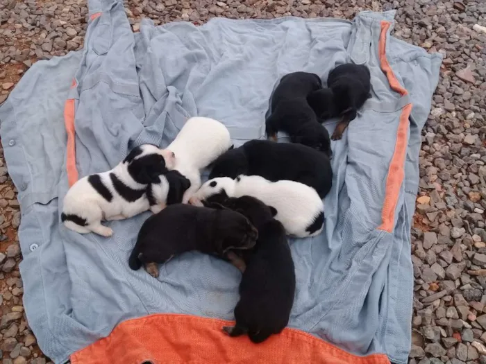 Cachorro raça Não tem  idade Abaixo de 2 meses nome ××××××