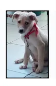 Luly 