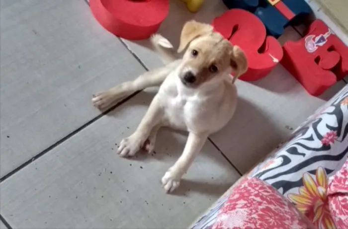 Cachorro ra a Mestiça  idade 2 a 6 meses nome Luly 