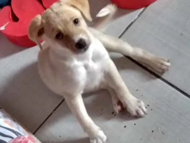 Cachorro ra a Mestiça  idade 2 a 6 meses nome Luly 