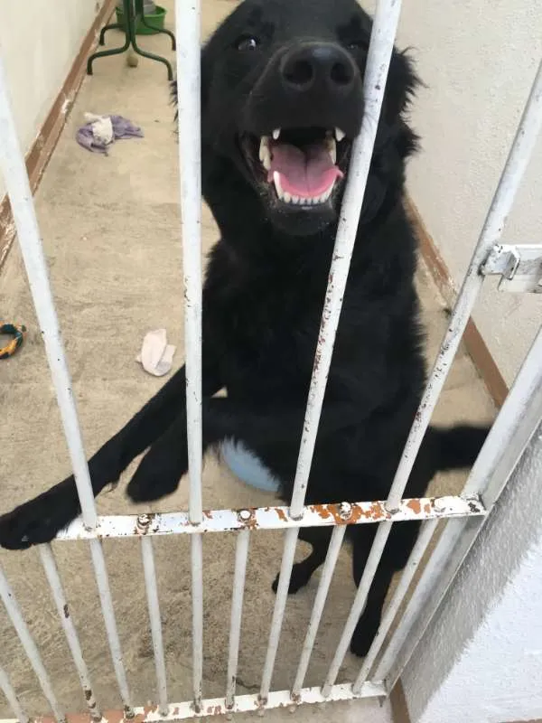 Cachorro ra a Border Collie com Vira Lata idade 1 ano nome Kita
