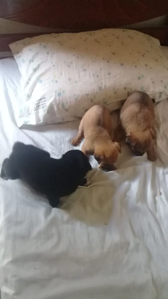 Cachorro ra a Indefinida idade Abaixo de 2 meses nome Sem nome