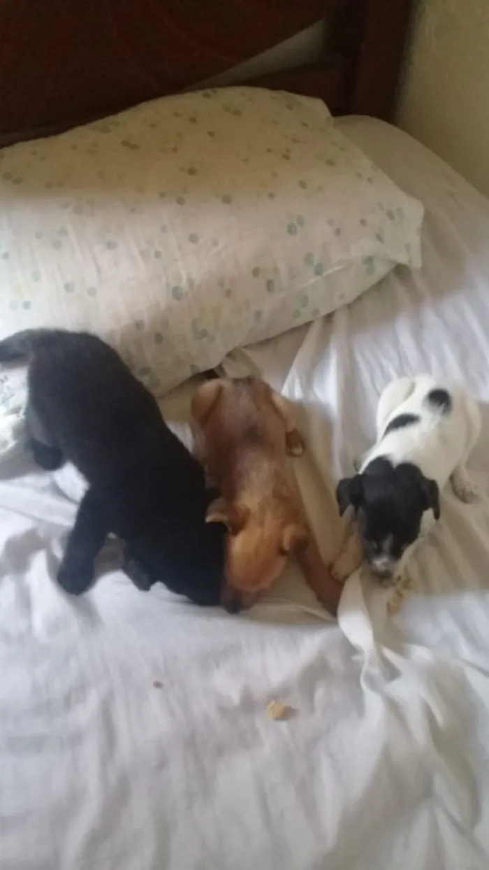 Cachorro ra a Indefinida idade Abaixo de 2 meses nome Sem nome