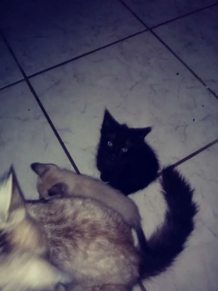 Gato ra a  idade Abaixo de 2 meses nome Ainda sem nome