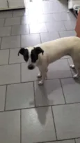 Nina