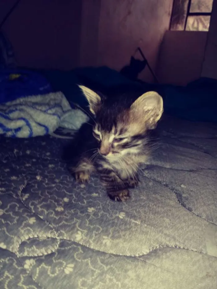 Gato ra a  idade Abaixo de 2 meses nome Ainda sem nome