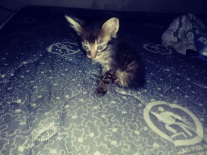 Gato ra a  idade Abaixo de 2 meses nome Ainda sem nome