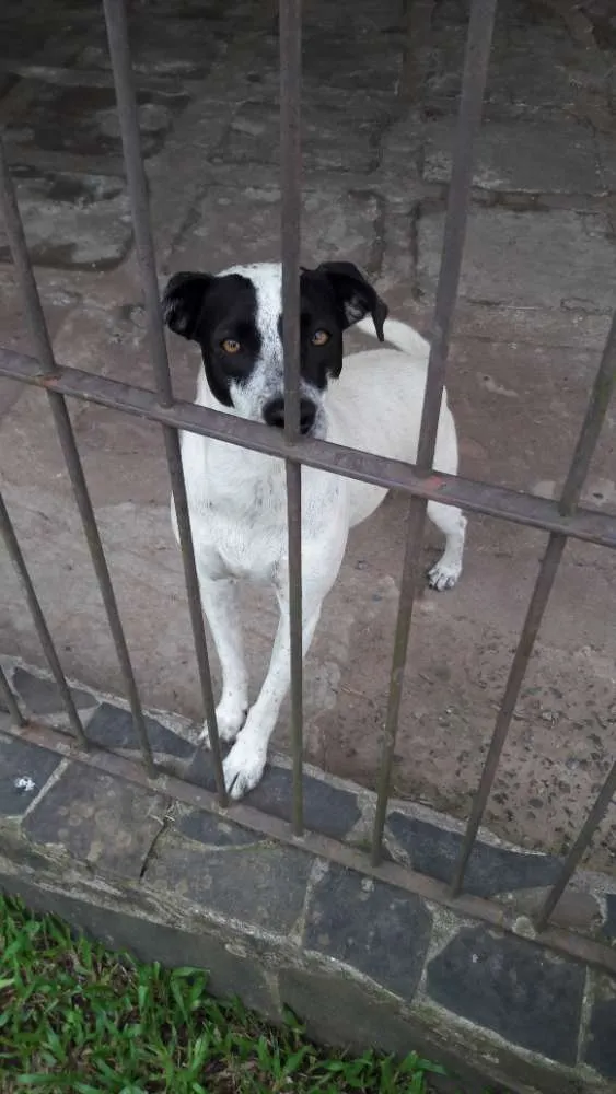 Cachorro ra a SRD idade 1 ano nome Nina