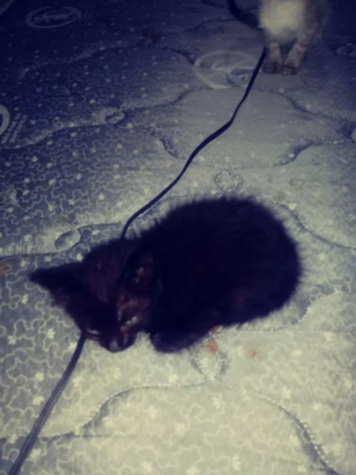 Gato ra a  idade Abaixo de 2 meses nome Ainda sem nome