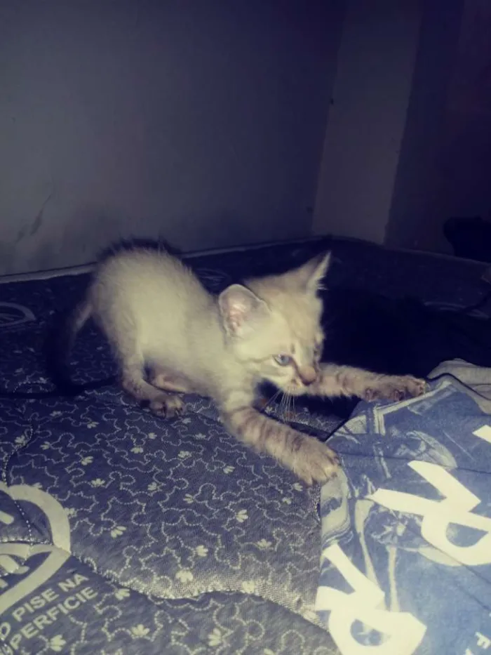 Gato ra a  idade Abaixo de 2 meses nome Ainda sem nome