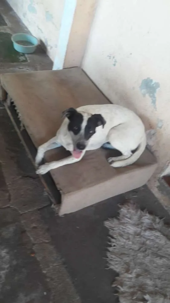 Cachorro ra a SRD idade 1 ano nome Nina