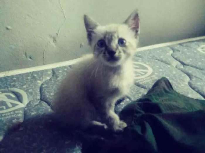 Gato ra a  idade Abaixo de 2 meses nome Ainda sem nome